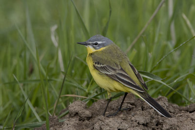 Yellow Wagtail / Gele Kwikstaart