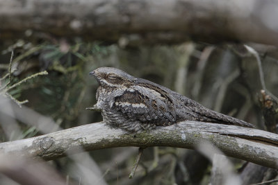 European Nightjar / Nachtzwaluw