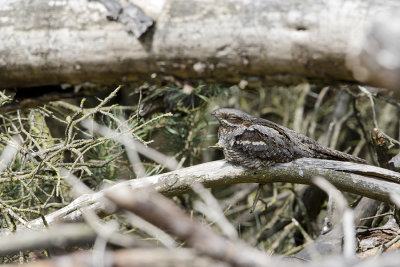 European Nightjar / Nachtzwaluw