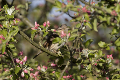 Eurasian Wryneck / Draaihals