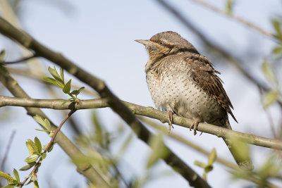 Eurasian Wryneck / Draaihals