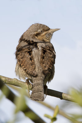 Eurasian Wryneck / Draaihals