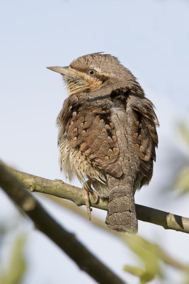 Eurasian Wryneck / Draaihals