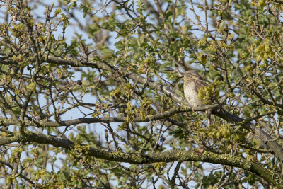 Eurasian Wryneck / Draaihals