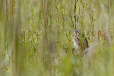 Eurasian Wryneck / Draaihals
