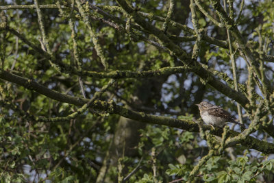 Eurasian Wryneck / Draaihals