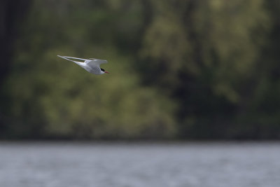 Arctic Tern / Noordse Stern