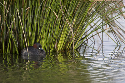 Little Grebe / Dodaars