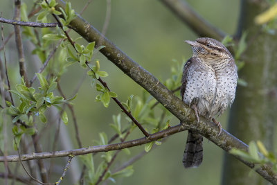 Eurasian Wryneck / Draaihals