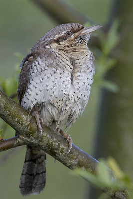 Eurasian Wryneck / Draaihals