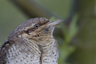 Eurasian Wryneck / Draaihals