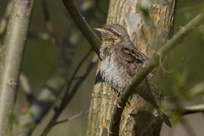 Eurasian Wryneck / Draaihals