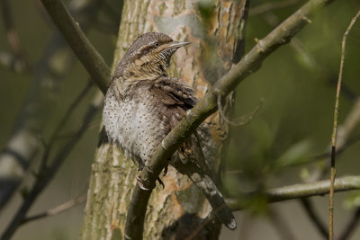 Eurasian Wryneck / Draaihals
