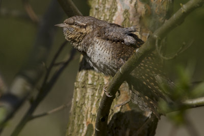 Eurasian Wryneck / Draaihals