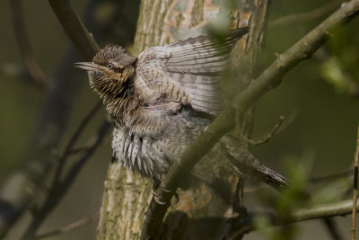 Eurasian Wryneck / Draaihals
