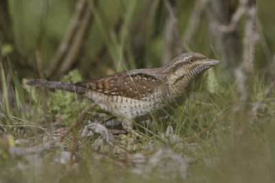 Eurasian Wryneck / Draaihals