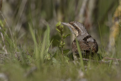 Eurasian Wryneck / Draaihals