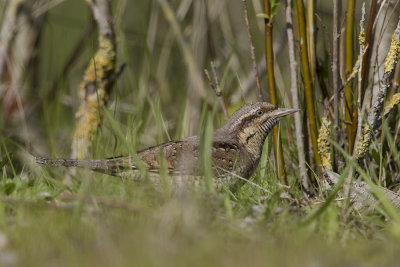 Eurasian Wryneck / Draaihals