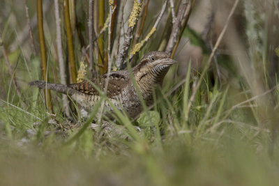 Eurasian Wryneck / Draaihals