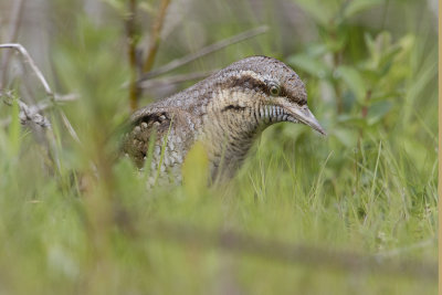 Eurasian Wryneck / Draaihals