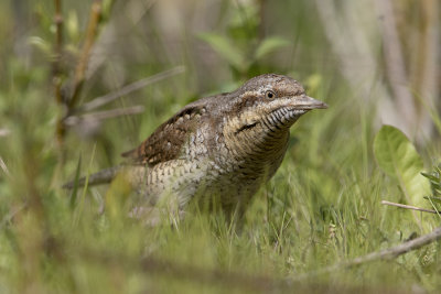 Eurasian Wryneck / Draaihals