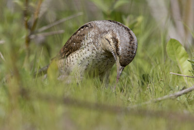 Eurasian Wryneck / Draaihals