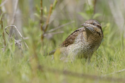 Eurasian Wryneck / Draaihals