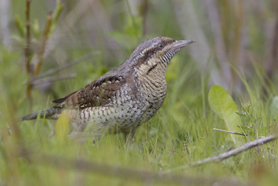 Eurasian Wryneck / Draaihals
