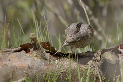 Eurasian Wryneck / Draaihals