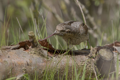 Eurasian Wryneck / Draaihals