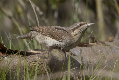Eurasian Wryneck / Draaihals
