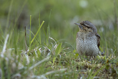 Eurasian Wryneck / Draaihals