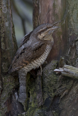 Eurasian Wryneck / Draaihals
