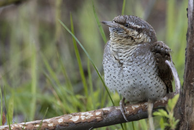 Eurasian Wryneck / Draaihals