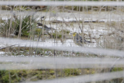 Citrine Wagtail / Citroenkwikstaart