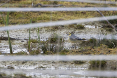 Citrine Wagtail / Citroenkwikstaart
