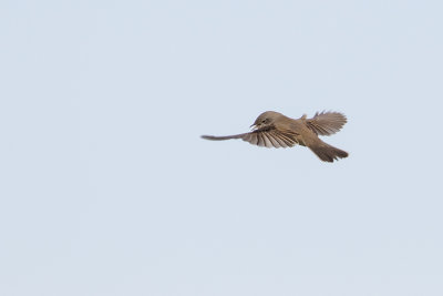 Common Whitethroat / Grasmus