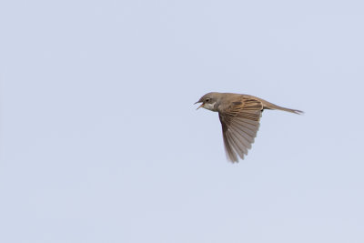 Common Whitethroat / Grasmus