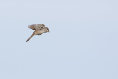Common Whitethroat / Grasmus
