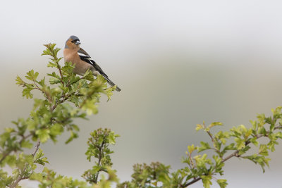 Common Chaffinch / Vink