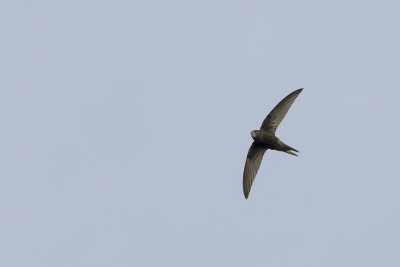 Common Swift / Gierzwaluw