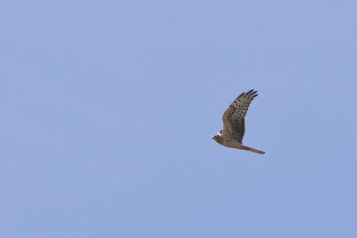 g9/18/1204318/3/163163754.AfDo5RKu.jpg
