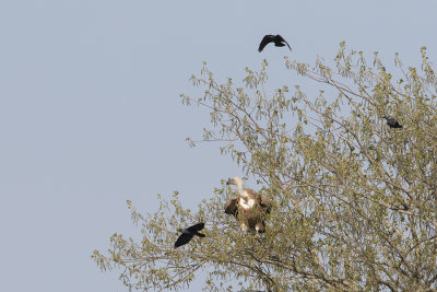 Griffon Vulture / Vale Gier