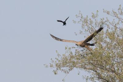 Griffon Vulture / Vale Gier