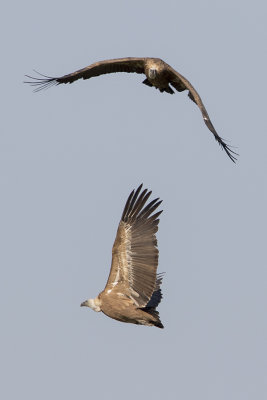 Griffon Vulture / Vale Gier