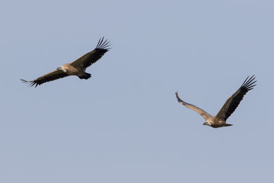 Griffon Vulture / Vale Gier