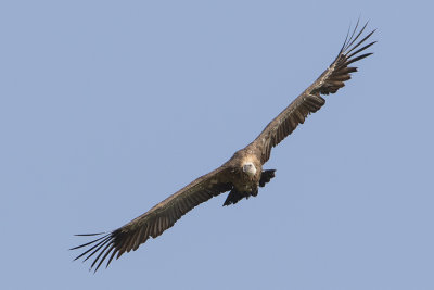 Griffon Vulture / Vale Gier