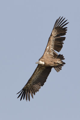 Griffon Vulture / Vale Gier