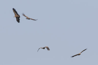 Griffon Vulture / Vale Gier