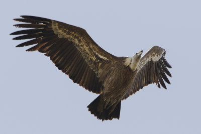 Griffon Vulture / Vale Gier